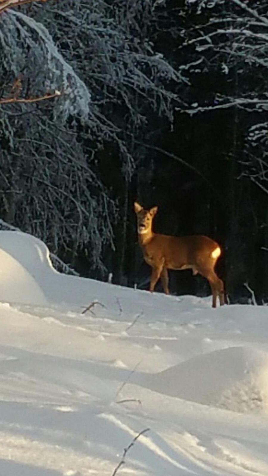 Mieps Huset Dalarna Holiday Kullen  المظهر الخارجي الصورة